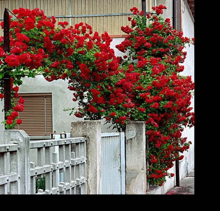 خرید نهال گل رز رونده 4 فصل با گلهای بزرگ و زیبا مقاوم به کم ابی و گرما