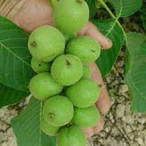 خرید نهال گردو خوشه ایدرشت بسیار اقتصادی مقاوم به کم ابی و سرما
