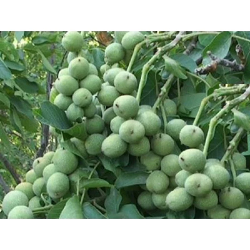 خرید نهال گردو خوشه ایدرشت بسیار اقتصادی مقاوم به کم ابی و سرما
