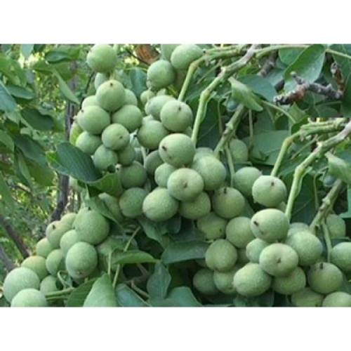 خرید نهال گردو خوشه ایدرشت بسیار اقتصادی مقاوم به کم ابی و سرما