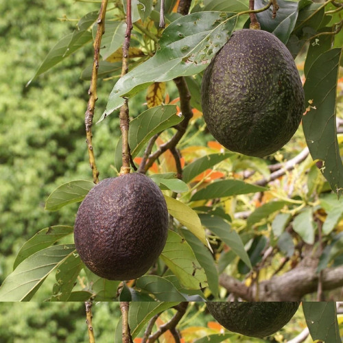 خرید نهال آووکادو رید پیوندی درشت بسیار اقتصادی مقاوم به کم ابی و سرما