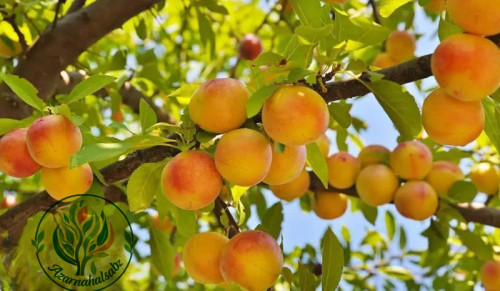 خرید نهال زردالو درشت شیرین بسیار اقتصادی مقاوم به کم ابی و سرما