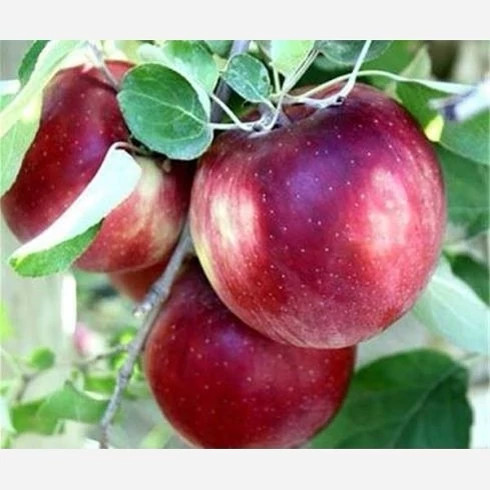 خرید نهال سیب گالا درشت شیرین اب دار بسیار اقتصادی مقاوم به کم ابی و سرما