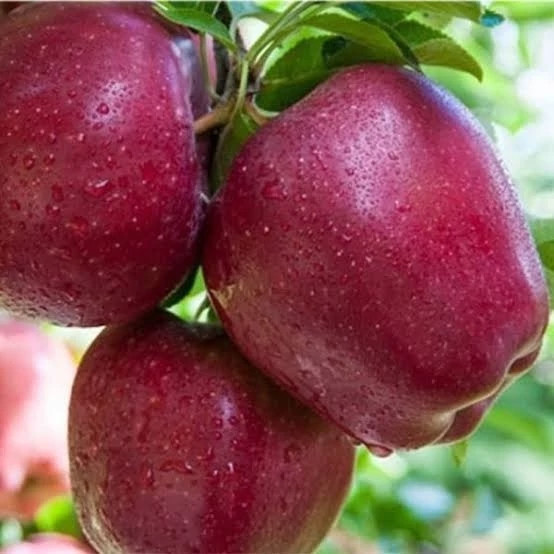 خرید نهال سیب گالا درشت شیرین اب دار بسیار اقتصادی مقاوم به کم ابی و سرما