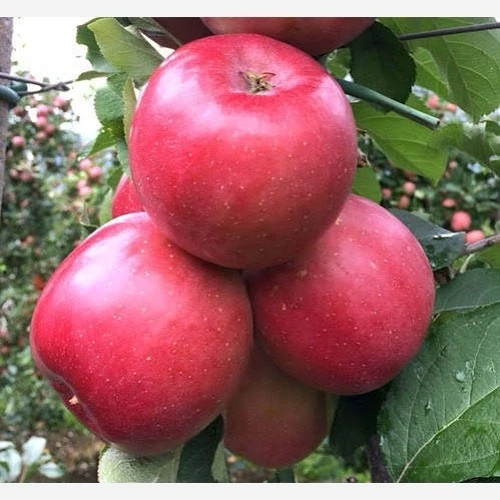 خرید نهال سیب گالا درشت شیرین اب دار بسیار اقتصادی مقاوم به کم ابی و سرما