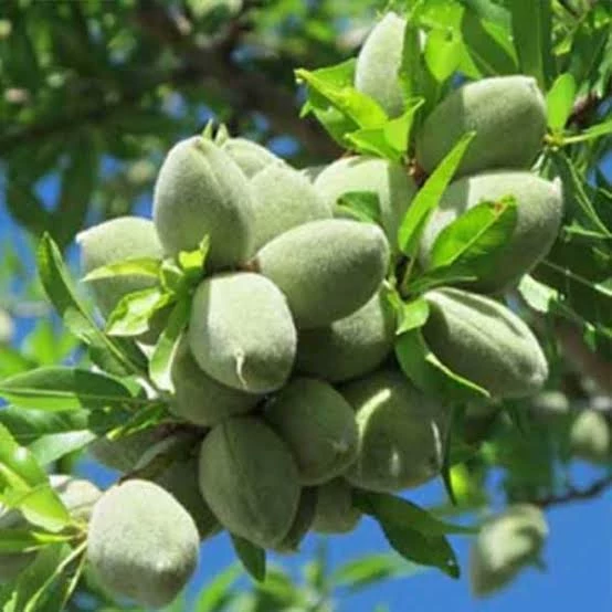 خرید نهال بادام اذر شکوفه درشت بسیار اقتصادی مقاوم به کم ابی و سرما