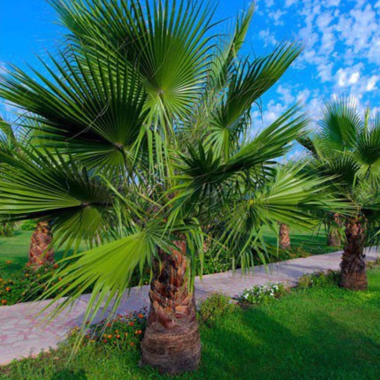 خرید نهال نخل واشنگتن با برگ های سبز بسیار زیبا مقاوم به کم ابی و گرما