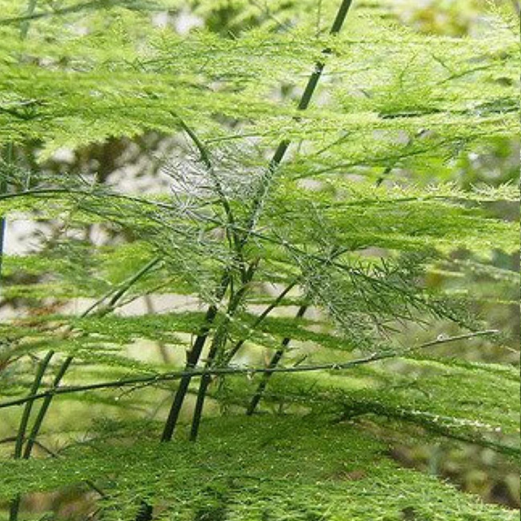 خرید نهال گل ابری بزرگ و زیبا مقاوم به کم ابی و گرما