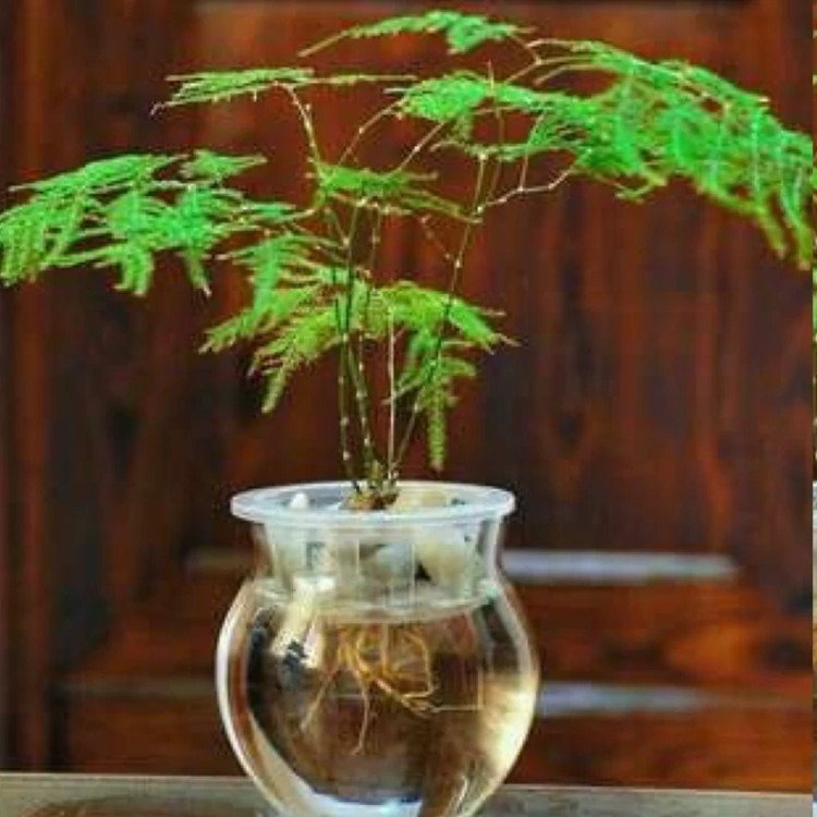 خرید نهال گل ابری بزرگ و زیبا مقاوم به کم ابی و گرما
