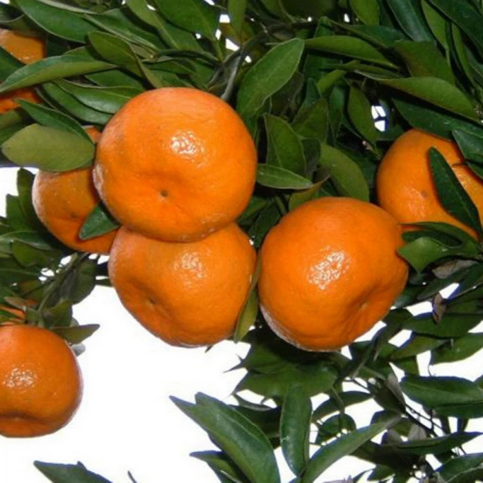 خرید نهال نارنج درشت شیرین اب دار بسیار اقتصادی مقاوم به کم ابی و سرما