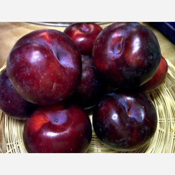 خرید نهال آلو شابلون کالیفرنیا درشت شیرین بسیار اقتصادی مقاوم به کم ابی و سرما