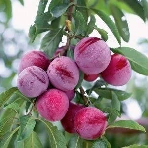 خرید نهال آلو شابلون کالیفرنیا درشت شیرین بسیار اقتصادی مقاوم به کم ابی و سرما