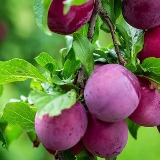 خرید نهال آلو شابلون کالیفرنیا درشت شیرین بسیار اقتصادی مقاوم به کم ابی و سرما