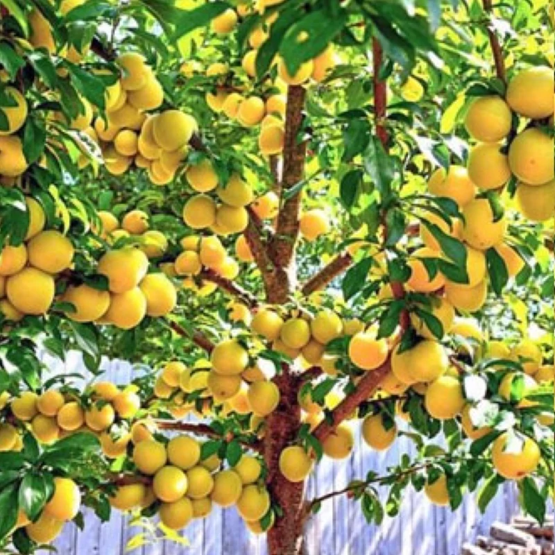 خرید نهال آلو گلدن درشت شیرین بسیار اقتصادی مقاوم به کم ابی و سرما