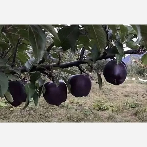 خرید نهال سیب سیاه جرومین درشت شیرین بسیار اقتصادی مقاوم به کم ابی و سرما