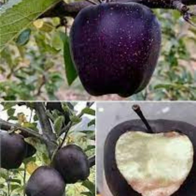 خرید نهال سیب سیاه جرومین درشت شیرین بسیار اقتصادی مقاوم به کم ابی و سرما