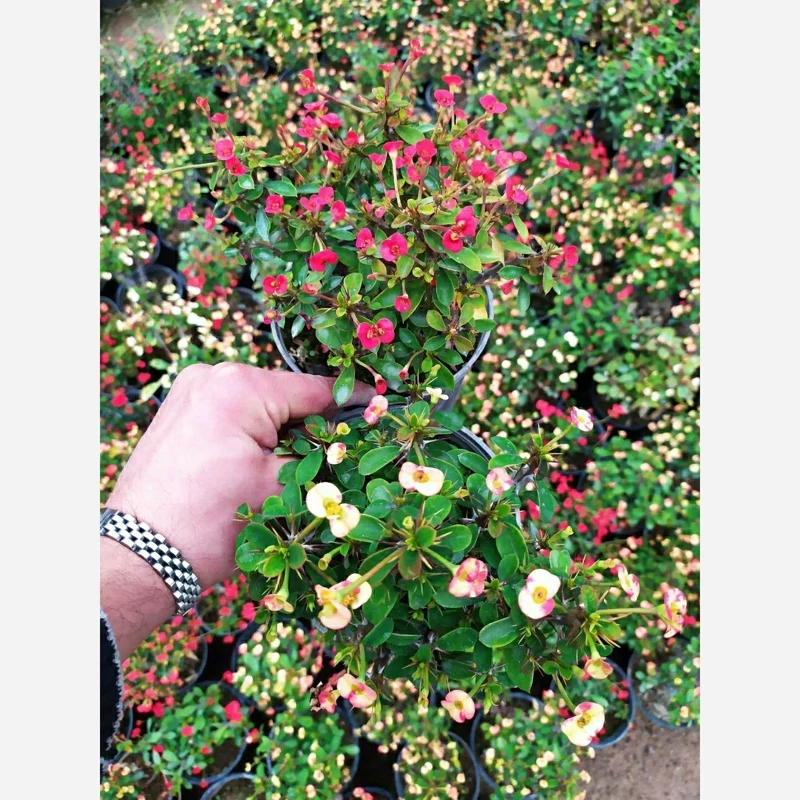 خرید نهال بوته گل مرجان مینیاتوری رنگی بسیار اقتصادی مقاوم به کم ابی و گرما
