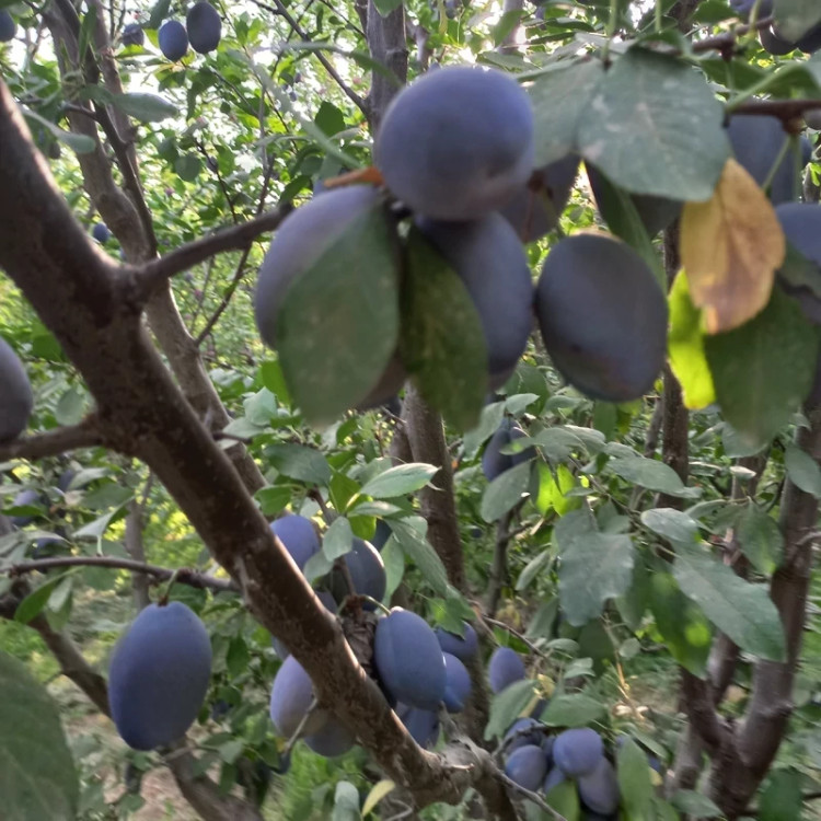 خرید نهال آلو خورشتی یا بخارا درشت اب دار شیرین بسیار اقتصادی مقاوم به کم ابی و سرما