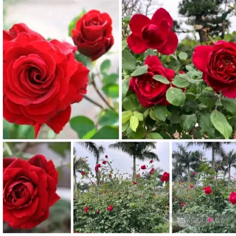 خرید نهال رز قرمز رونده معطر با گل‌های بزرگ و زیبا مقاوم به کم ابی و گرما
