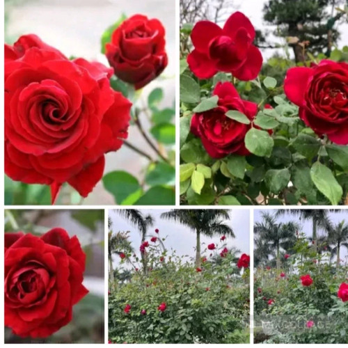 خرید نهال رز قرمز رونده معطر با گلهای بزرگ و زیبا مقاوم به کم ابی و گرما