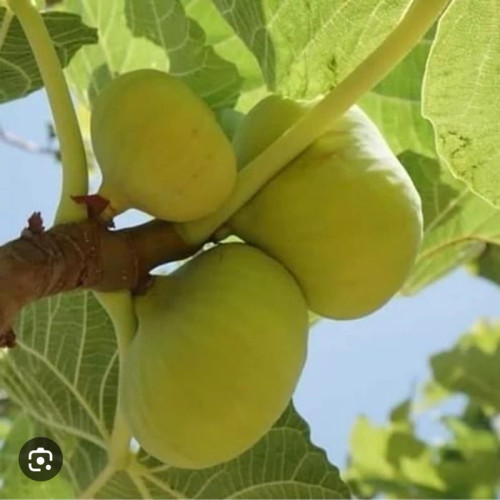 خرید نهال انجیر زرد سه فصل(نایلکسی) درشت شیرین بسیار اقتصادی مقاوم به کم ابی و سرما
