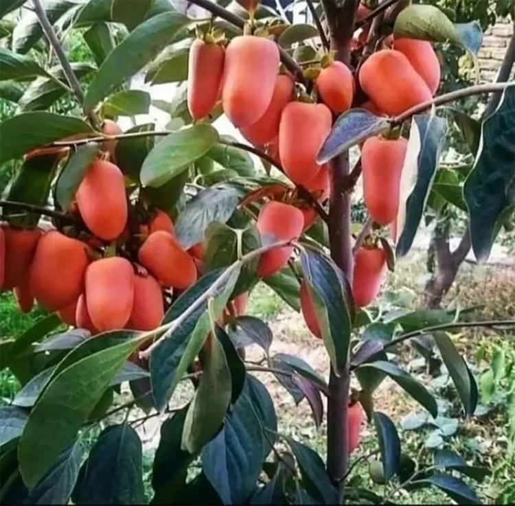 خرید نهال خرمالو موزی درشت شیرین اب دار بسیار اقتصادی مقاوم به کم ابی و سرما
