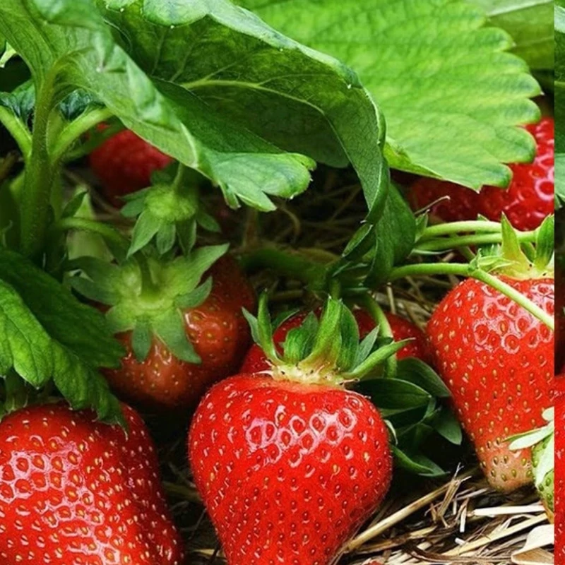 خرید نهال بوته توت فرنگی غول اسا درشت شیرین مقاوم به کم ابی و سرما
