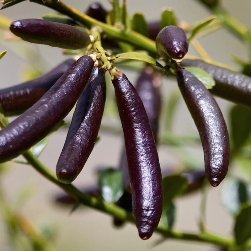خرید نهال لیمو خاویاری سیاه درشت اب دار بسیار اقتصادی مقاوم به کم ابی و سرما