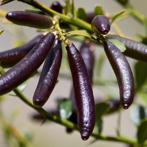 خرید نهال لیمو خاویاری سیاه درشت اب دار بسیار اقتصادی مقاوم به کم ابی و سرما
