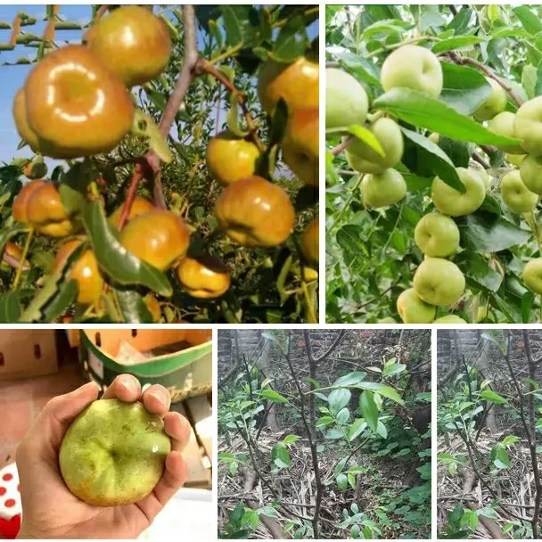 خرید نهال خرمالو ژاپنی درشت شیرین مقاوم به کم ابی و گرما