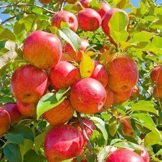 خرید نهال سیب فوجی درشت شیرین اب دار بسیار اقتصادی مقاوم به کم ابی و سرما