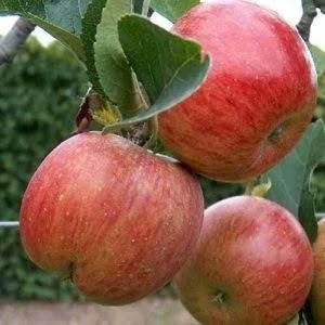 خرید نهال سیب فوجی درشت شیرین اب دار بسیار اقتصادی مقاوم به کم ابی و سرما