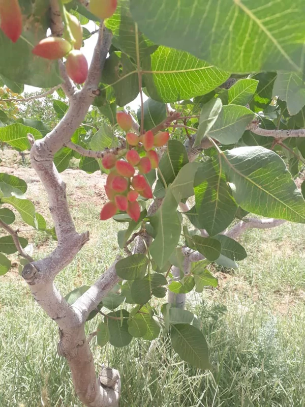 خرید نهال پسته پیوندی درشت بسیار اقتصادی مقاوم به کم ابی و سرما