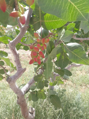 خرید نهال پسته پیوندی درشت بسیار اقتصادی مقاوم به کم ابی و سرما