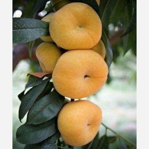 خرید نهال هلو انجیری عسلی درشت شیرین اب دار بسیار اقتصادی مقاوم به کم ابی و سرما