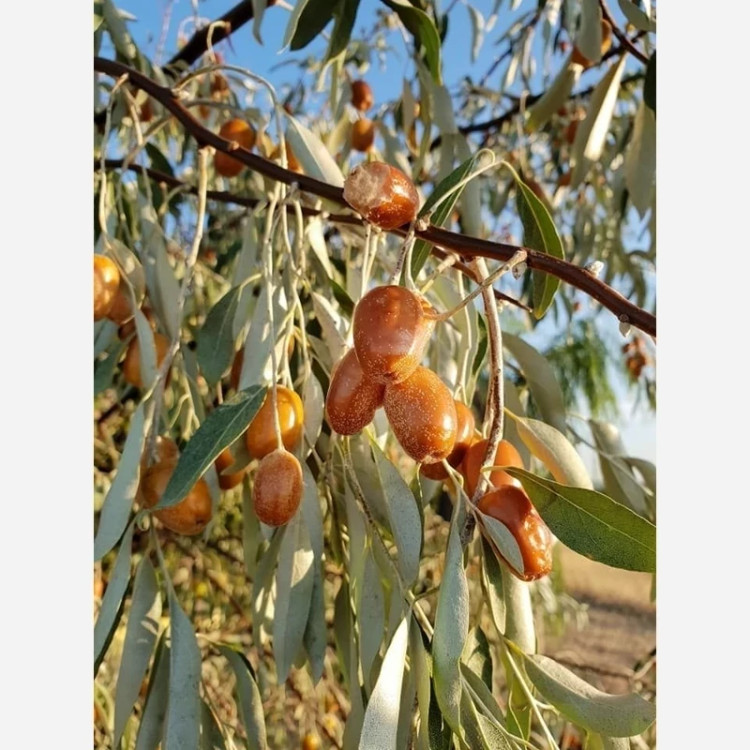 خرید نهال سنجد درشت مقاوم به کم ابی و گرما