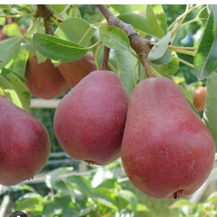 خرید نهال گلابی پوست قرمز آنجو درشت شیرین بسیار اقتصادی مقاوم به کم ابی و سرما