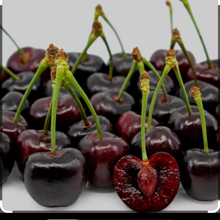 خرید نهال گیلاس تکدانه مشهد درشت شیرین اب دار بسیار اقتصادی مقاوم به کم ابی و سرما