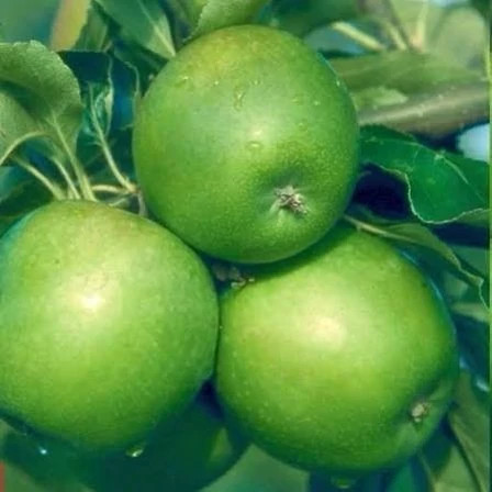 خرید نهال سیب ترش درشت آب دار بسیار اقتصادی مقاوم به کم ابی و سرما
