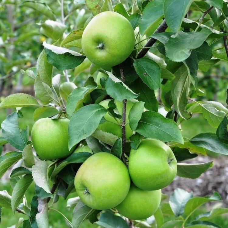 خرید نهال سیب ترش درشت آب دار بسیار اقتصادی مقاوم به کم ابی و سرما