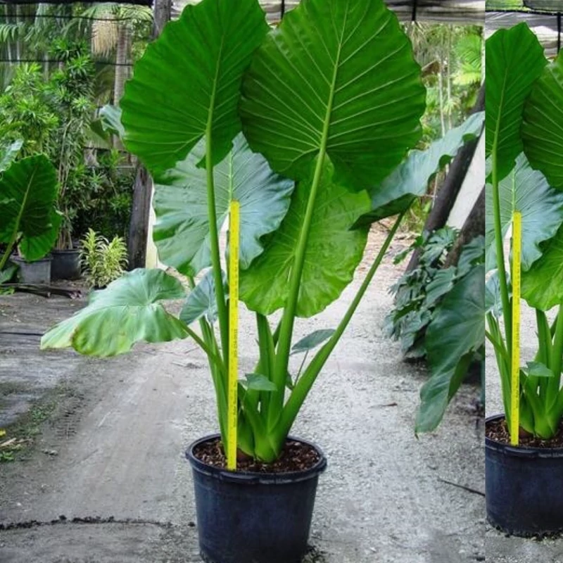 خرید نهال باباآدم غول آسا بسار زیبا مقاوم به کم ابی و گرما