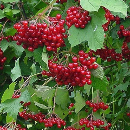 خرید نهال گلد بری درشت بسیار اقتصادی مقاوم به کم ابی و گرما