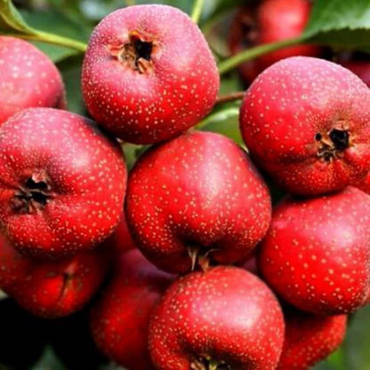 خرید نهال زالزالک قرمز درشت شیرین اب دار بسیار اقتصادی مقاوم به کم ابی و سرما