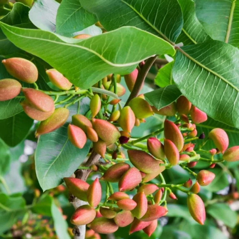 خرید نهال پسته بذری دو ساله درست بسیار اقتصادی مقاوم به کم ابی و سرما