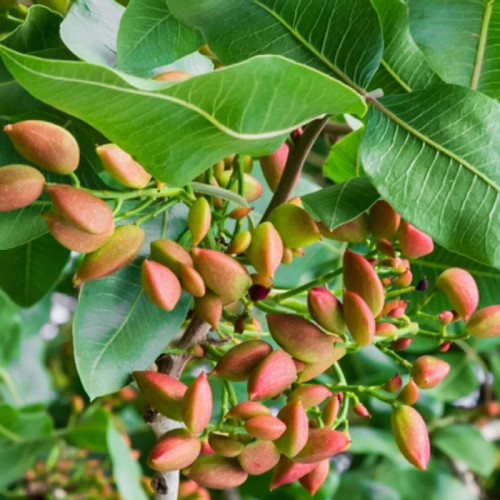 خرید نهال پسته بذری دو ساله درست بسیار اقتصادی مقاوم به کم ابی و سرما
