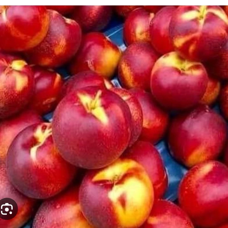 خرید نهال شلیل سان گلد درشت شیرین اب دار بسیار اقتصادی مقاوم به کم ابی و سرما