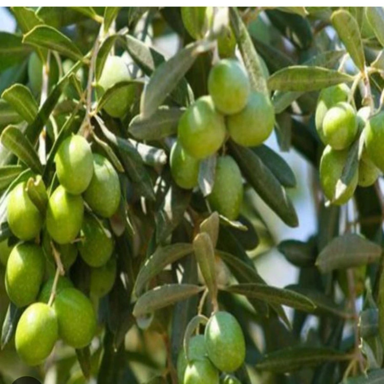 خرید نهال زیتون خوراکی نژاد آربیکن و پیکوال(سبز) درشت بسیار اقتصادی مقاوم به کم ابی و گرما