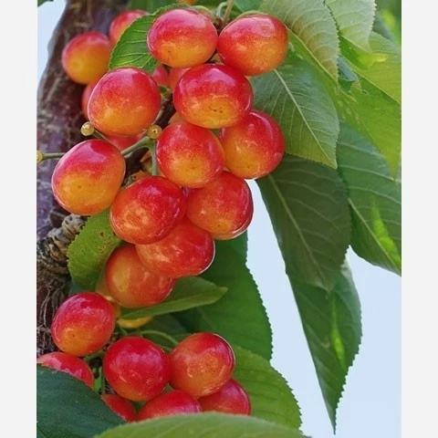 خرید نهال گیلاس صورتی درشت شیرین اب دار بسیار اقتصادی مقاوم به کم ابی و سرما