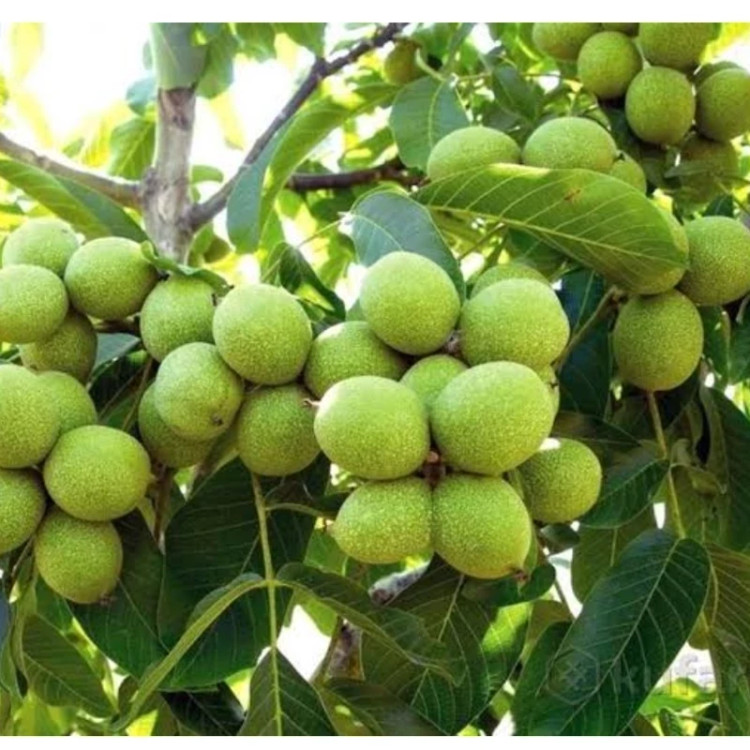 خرید نهال گردو خوشه ای اسرائیلی پک 100عددی(ریشه پرس) درشت مقاوم به کم ابی و گرما
