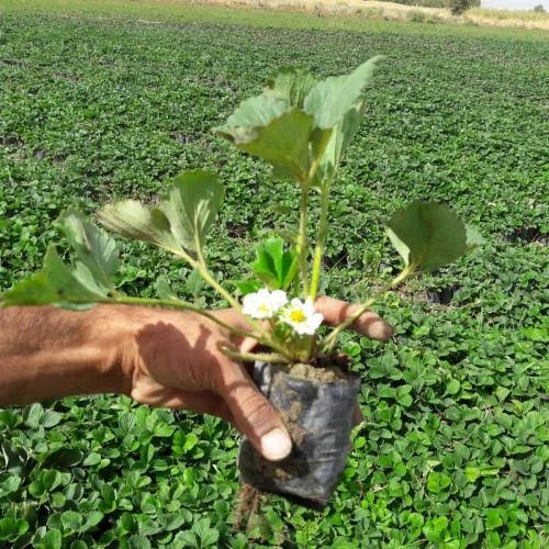 خرید نهال(نشا) توت فرنگی نژاد سابرینا درشت شیرین مقاوم به کم ابی و سرما